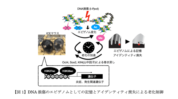 出所:Yang JH*, Hayano M* et al., Cell 2023 (*equal contribution)
doi: 10.1016/j.cell.2022.12.027.