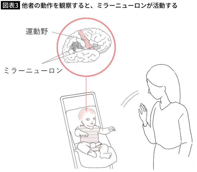 【図表3】他者の動作を観察すると、ミラーニューロンが活動する